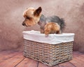 A Yorkshire Terrier tries to jump out of a wicker basket on a vintage background Royalty Free Stock Photo