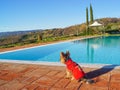 Yorkshire terrier in Tuscana Italia