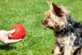 Yorkshire terrier waiting for a toy bone. Owner`s hand giving dog a toy. Royalty Free Stock Photo