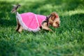Yorkshire terrier walks in park in pink suit and in summer. Dog is finding something in grass. Royalty Free Stock Photo