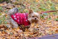 Yorkshire terrier in warm clothes in autumn park while walking Royalty Free Stock Photo