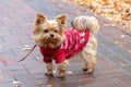 Yorkshire terrier in warm clothes in autumn park while walking Royalty Free Stock Photo