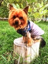 Yorkshire terrier in warm clothes sitting on hemp in autumn park Royalty Free Stock Photo