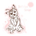 Yorkshire terrier watercolor