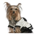 Yorkshire Terrier wearing black and white dress Royalty Free Stock Photo