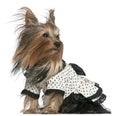 Yorkshire Terrier wearing black and white dress Royalty Free Stock Photo