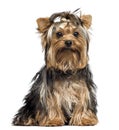 Yorkshire Terrier wearing a bow, sitting, looking at the camera