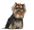 Yorkshire Terrier wearing a bow, sitting, 1 year old