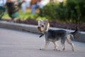 A Yorkshire terrier wearing a collar on a leash on a walk in the park. The background is blurred.