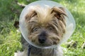 Yorkshire Terrier wearing a cone after a operation.