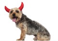 Yorkshire Terrier wearing horns and panting