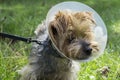 Yorkshire Terrier Wearing A Medical Cone