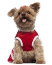 Yorkshire Terrier wearing red, 4 and a half