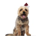 Yorkshire Terrier wearing a Santa Claus hat and panting