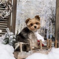 Yorkshire terrier wearing a scarf