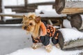 Yorkshire terrier wearing a snowsuit in a winter scenery Royalty Free Stock Photo