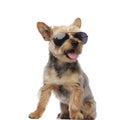 Yorkshire Terrier wearing sunglasses and panting