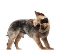Yorkshire Terrier wearing sunglasses and standing Royalty Free Stock Photo