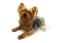 Yorkshire terrier on white background. Beautiful dog. Looking at camera Royalty Free Stock Photo