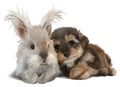 The Yorkshire Terrier and the white rabbit