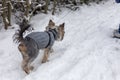 Yorkshire Terrier in winter clothes on a leash. The dog walks in the snow Royalty Free Stock Photo