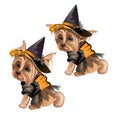 Yorkshire Terrier in witch costume isolated on white background. Cute animated dog in a witch hat. Sketch for greeting