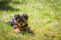 Yorkshire Terrier Royalty Free Stock Photo