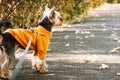 Yorkshire Terrier in yellow coat outside on an autumn day. Puppy dog on a leash. Royalty Free Stock Photo