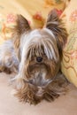 Yorkshire terrier on yellow pilows Royalty Free Stock Photo