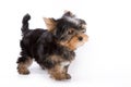 Yorkshire Terrier (York) puppy Royalty Free Stock Photo