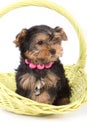 Yorkshire Terrier (York) puppy Royalty Free Stock Photo