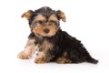 Yorkshire Terrier (York) puppy Royalty Free Stock Photo