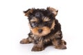 Yorkshire Terrier (Yorkie) Royalty Free Stock Photo