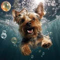 Yorkshire Terrier (Yorkie) dog diving underwater, Lots of bubbles