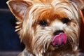 Yorkshire Terrier - Yorkie Dog Lick Royalty Free Stock Photo