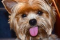 Yorkshire Terrier - Yorkie Tongue Royalty Free Stock Photo