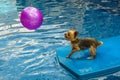 Yorkshire terrier, yorkies playing in the Pool with ball Royalty Free Stock Photo