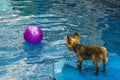 Yorkshire terrier, yorkies playing in the Pool with ball Royalty Free Stock Photo