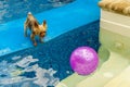 Yorkshire terrier, yorkies playing in the Pool with ball Royalty Free Stock Photo
