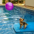 Yorkshire terrier, yorkies playing in the Pool with ball Royalty Free Stock Photo