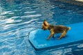 Yorkshire terrier, yorkies playing in the Pool with ball Royalty Free Stock Photo