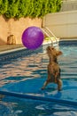 Yorkshire terrier, yorkies playing in the Pool with ball Royalty Free Stock Photo