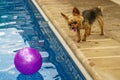 Yorkshire terrier, yorkies playing by the Pool with ball Royalty Free Stock Photo