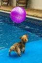 Yorkshire terrier, yorkies playing in the Pool with ball Royalty Free Stock Photo