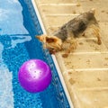 Yorkshire terrier, yorkies playing by the Pool with ball Royalty Free Stock Photo