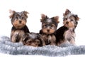 Yorkshire terriers Royalty Free Stock Photo