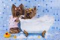 Yorkshire terriers are bathed in the bathroom