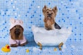 Yorkshire terriers are bathed in the bathroom