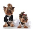 Yorkshire Terriers dressed up for wedding like broom and bride s