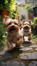 Yorkshire Terriers running and playing in a cute green garden